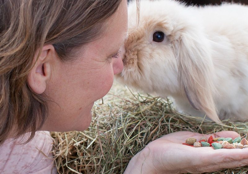 Konijn adopteren of kopen?