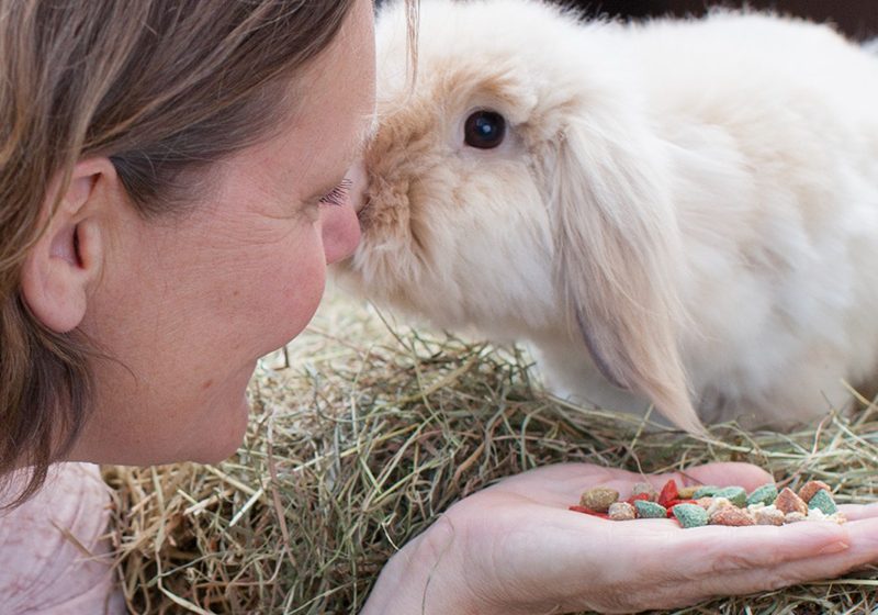 Konijn adopteren | Zo werkt het bij de opvang