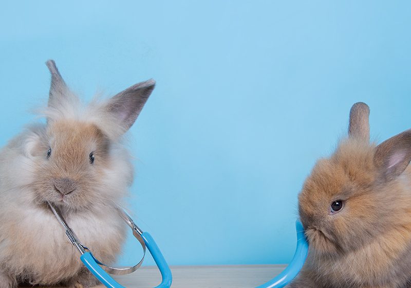 Konijnkundige dierenarts vinden | Waar let je op?