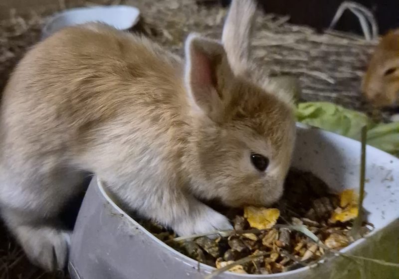 Voeding voor jonge konijnen | Wat mag een babykonijn eten?